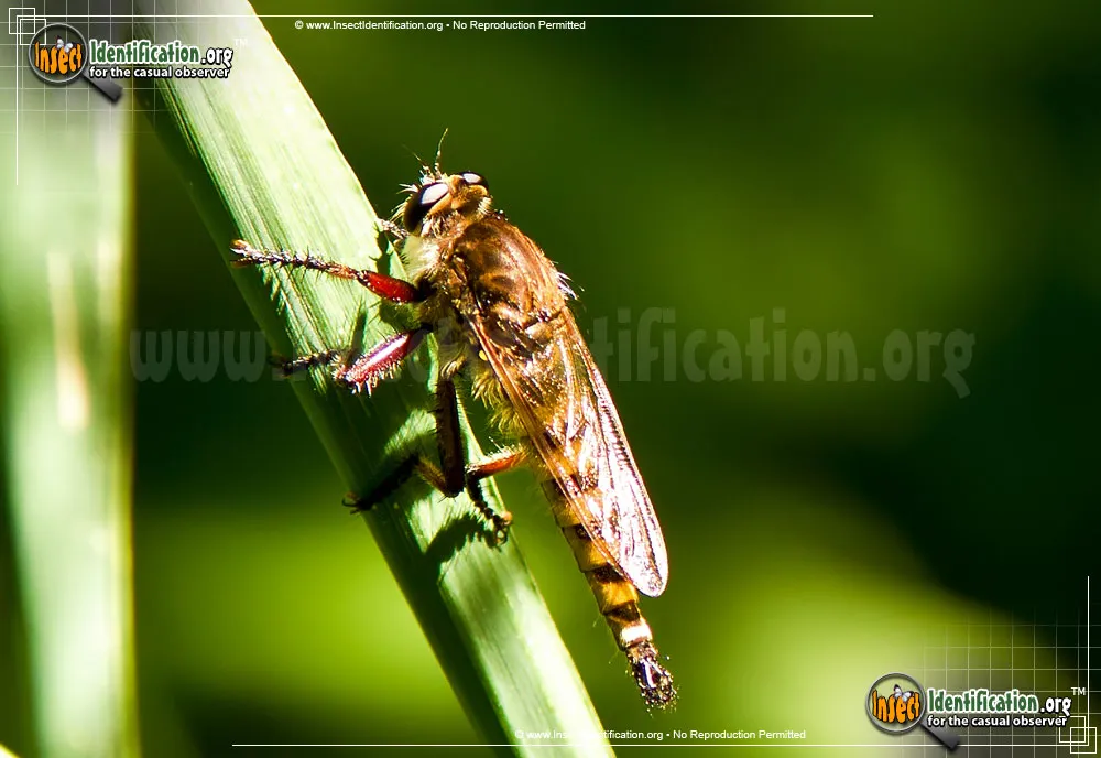 Robber Fly -P. hinei - photo 5