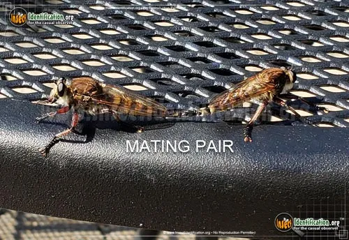 Robber Fly -P. hinei - photo 6