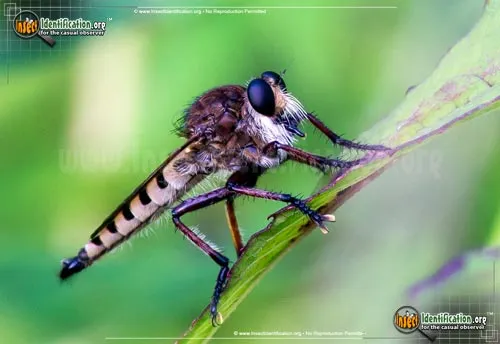 Robber Fly -P. hinei - photo 7