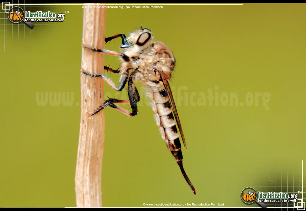 Robber Fly -P. hinei - photo 8