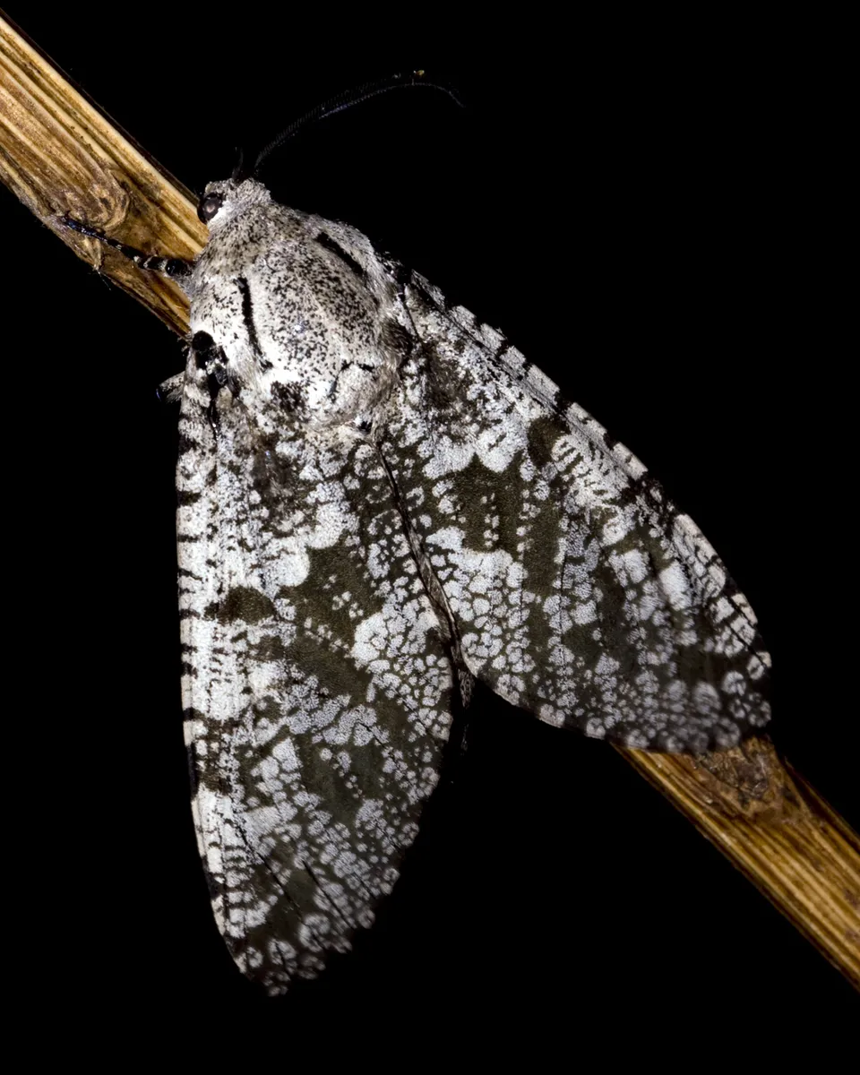 Robin's Carpenterworm Moth - photo 3