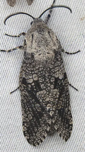 Robin's Carpenterworm Moth - photo 4