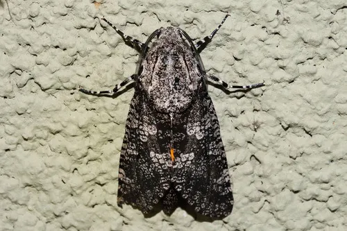 Robin's Carpenterworm Moth - photo 5