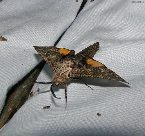 Robin's Carpenterworm Moth - photo 6