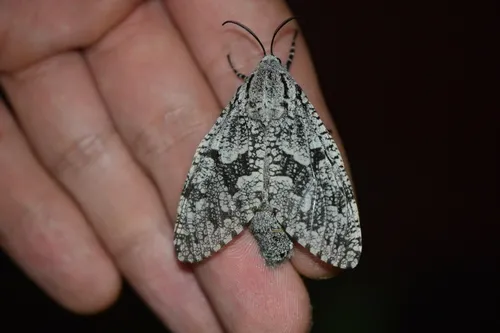 Robin's Carpenterworm Moth - photo 7