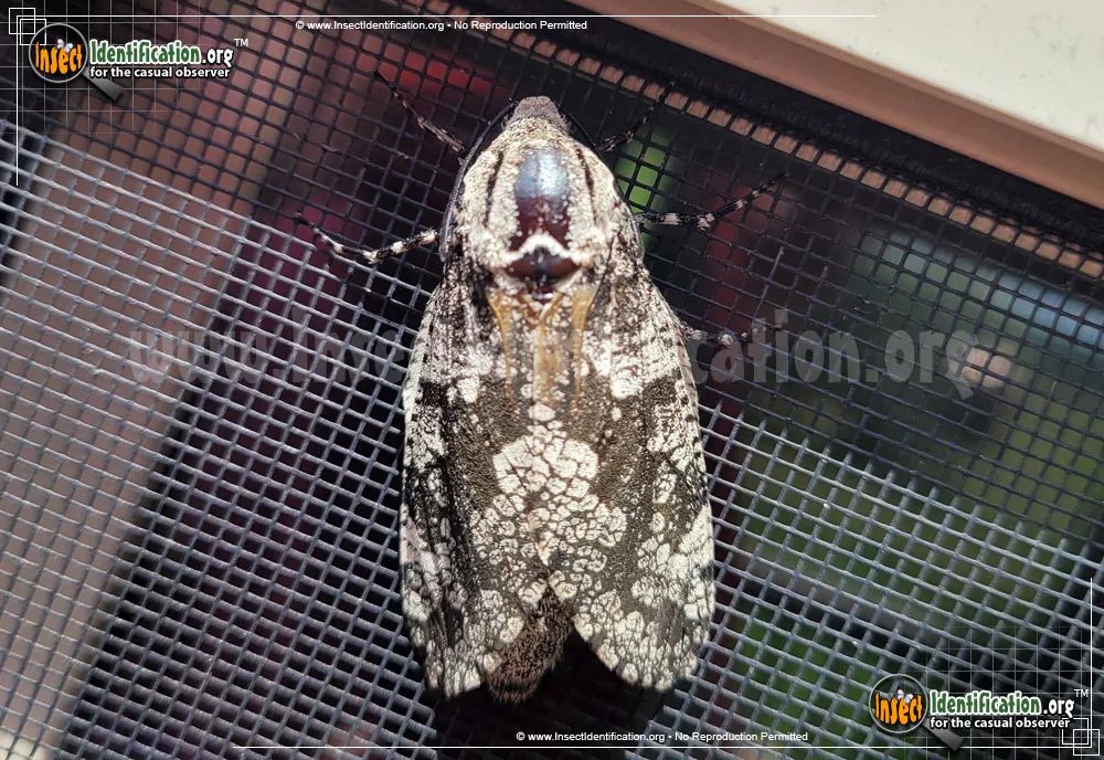 Robin's Carpenterworm Moth - photo 8