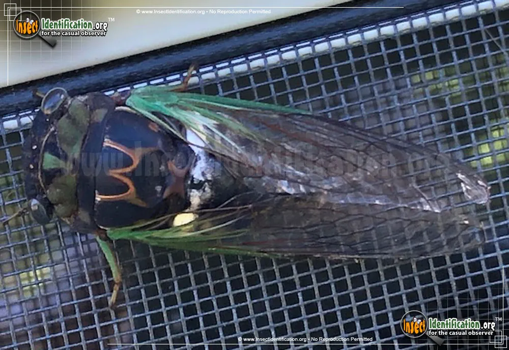 Robinson's Annual Cicada - Neotibicen robinsonianus