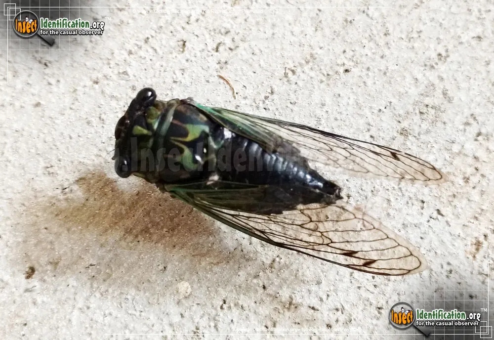 Robinson's Annual Cicada - photo 3