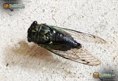 Robinson's Annual Cicada - photo 4
