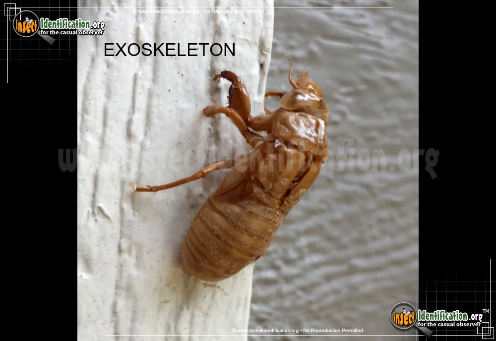Robinson's Annual Cicada - photo 5