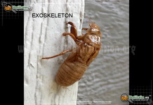 Robinson's Annual Cicada - photo 6