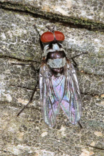 Root-Maggot Fly -A. oculifera