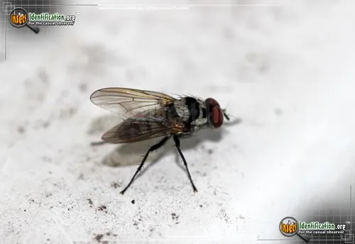 Root-Maggot Fly -A. oculifera - photo 4