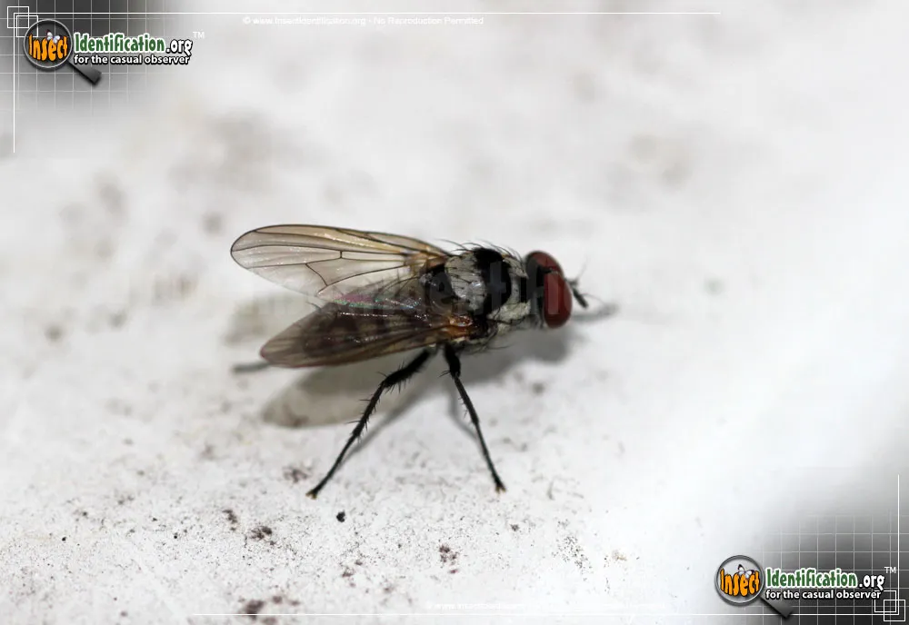 Root-Maggot Fly -A. oculifera - photo 5