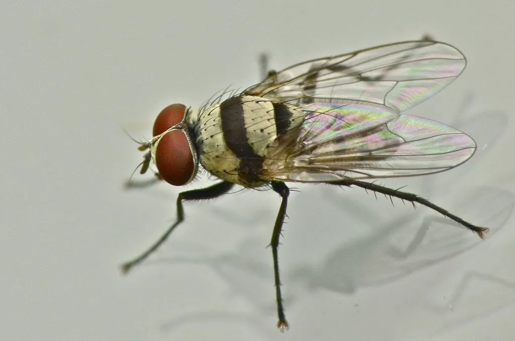 Root-Maggot Fly -A. illocata - photo 2