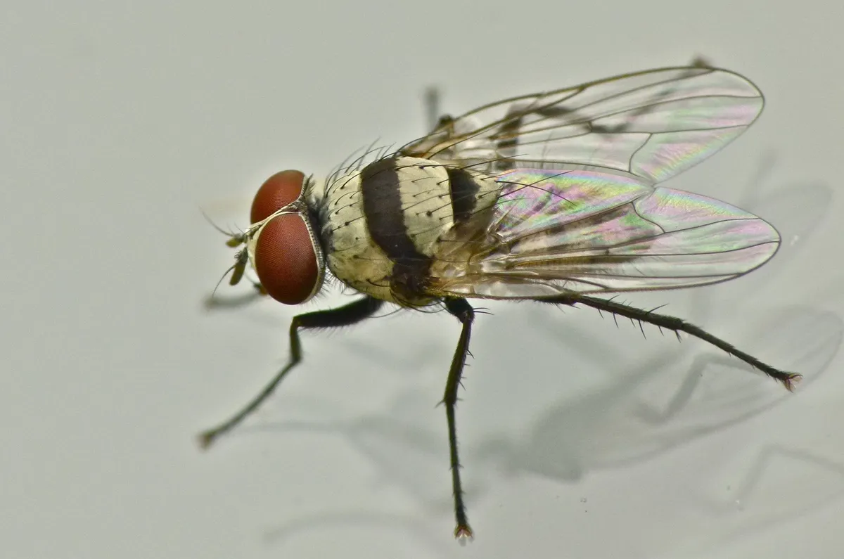 Root-Maggot Fly -A. illocata - photo 3