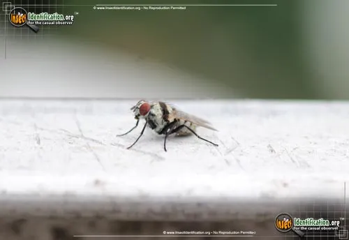 Root-Maggot Fly -A. illocata - photo 6