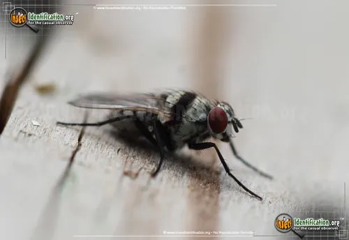 Root-Maggot Fly -A. illocata - photo 7