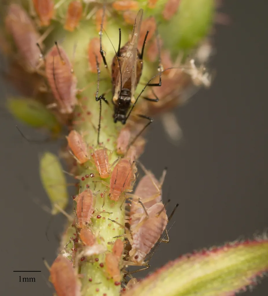 Rose Aphid - photo 2