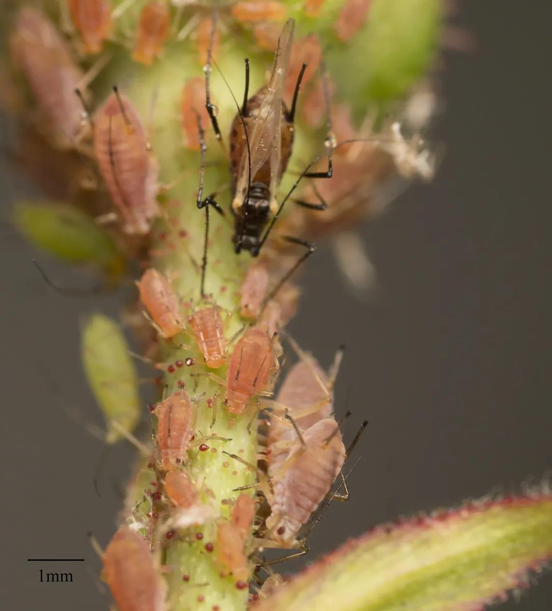 Rose Aphid - photo 3