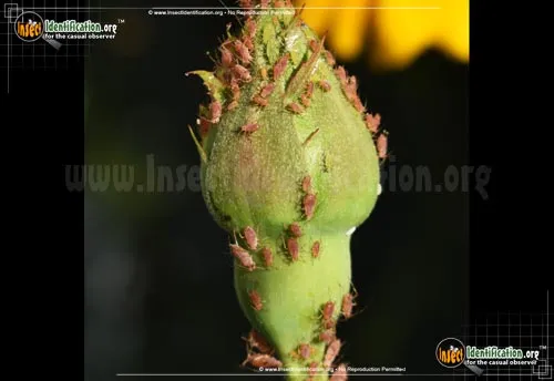 Rose Aphid - photo 5