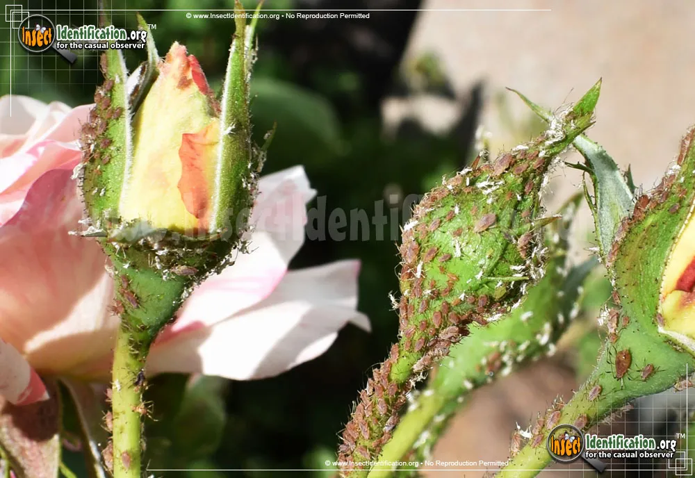 Rose Aphid - photo 7