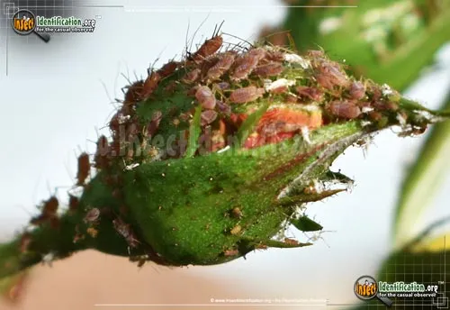 Rose Aphid - photo 8
