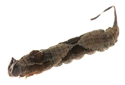 Rose Hooktip Moth - photo 8