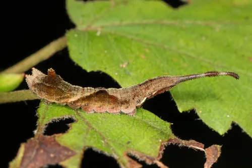 Rose Hooktip Moth - photo 2