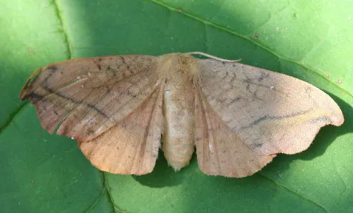 Rose Hooktip Moth - photo 3
