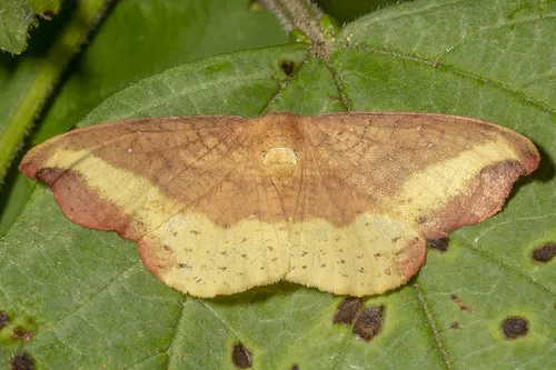 Rose Hooktip Moth - photo 4