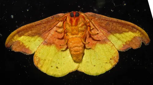 Rose Hooktip Moth - photo 5