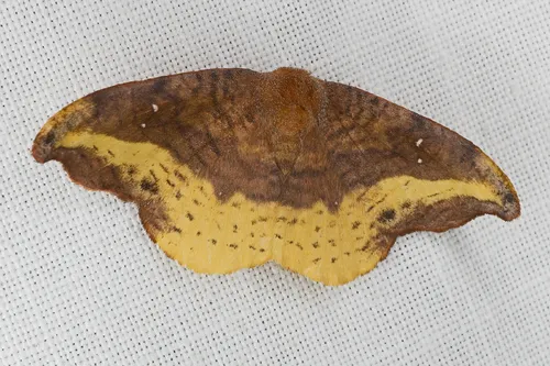 Rose Hooktip Moth - photo 6