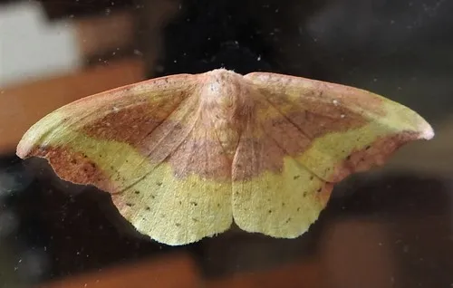 Rose Hooktip Moth - photo 7