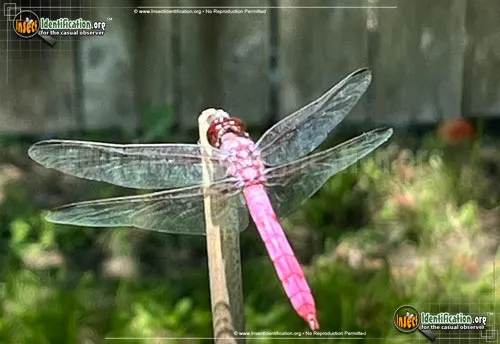 Roseate Skimmer Dragonfly - photo 2
