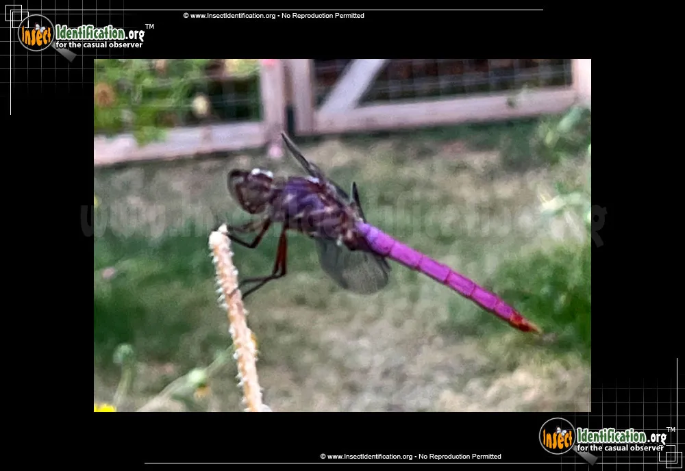 Roseate Skimmer Dragonfly - photo 3