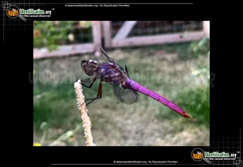Roseate Skimmer Dragonfly - photo 4
