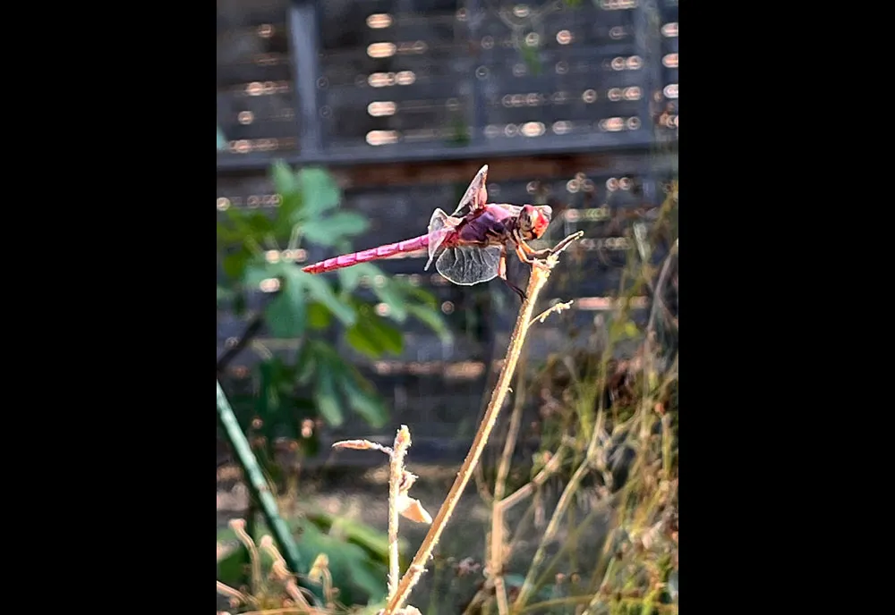 Roseate Skimmer Dragonfly - photo 5