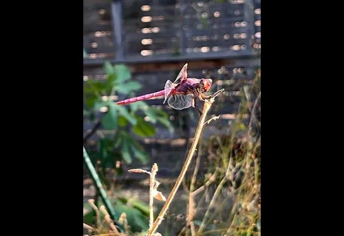 Roseate Skimmer Dragonfly - photo 6
