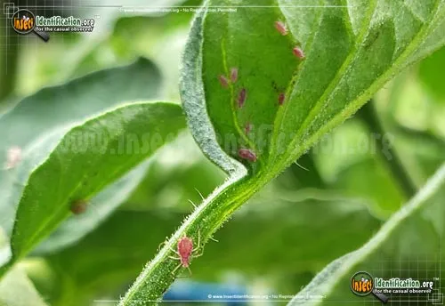 Rosy Apple Aphid - photo 2