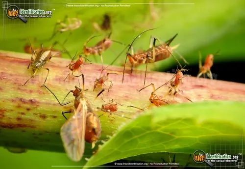 Rosy Apple Aphid - photo 4