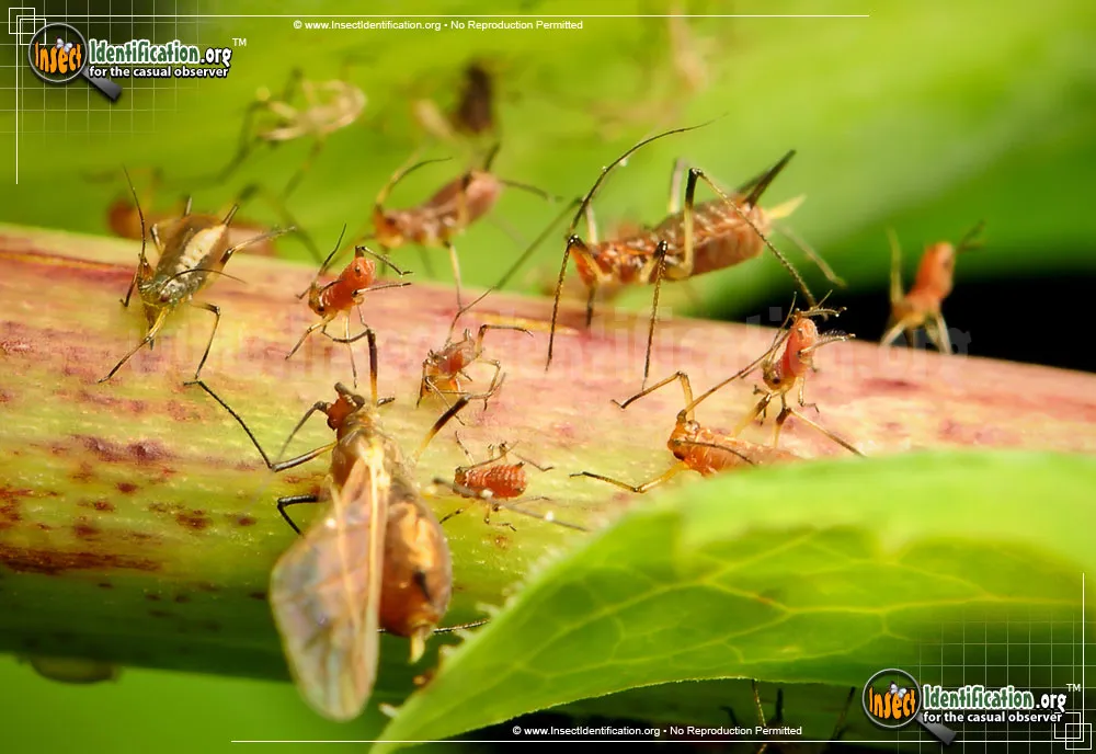 Rosy Apple Aphid - photo 5