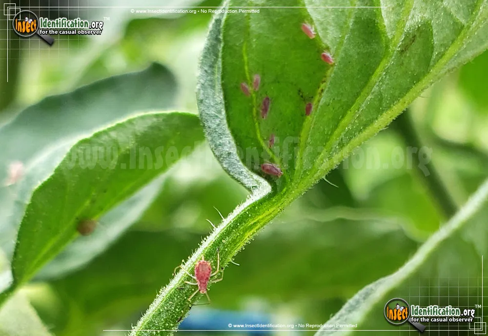 Rosy Apple Aphid - photo 6