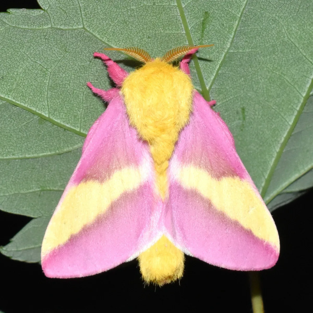 Rosy Maple Moth - photo 4