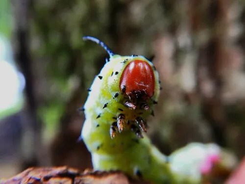 Rosy Maple Moth - photo 5