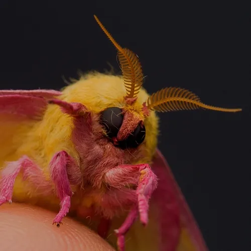 Rosy Maple Moth - photo 6