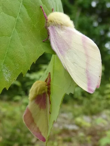 Rosy Maple Moth - photo 8