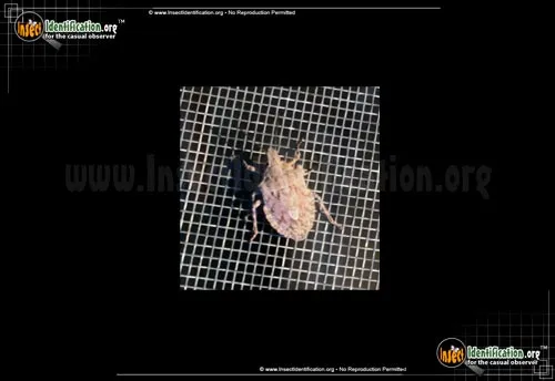 Rough Stink Bug - photo 2