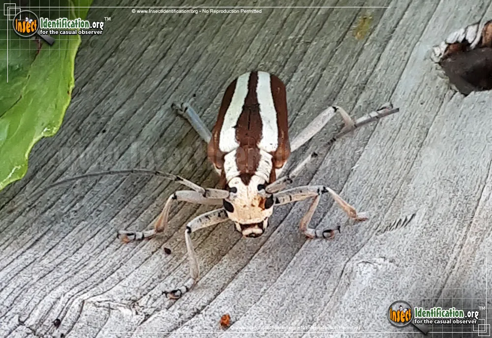 Round-headed Apple Tree Borer