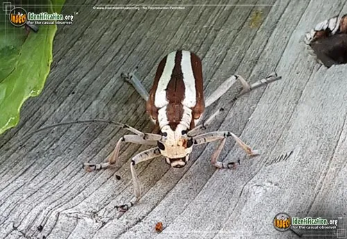 Round-headed Apple Tree Borer - photo 2